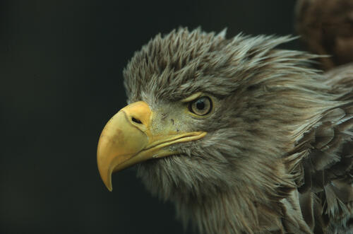 Seeadler &copy; Axel Gebauer