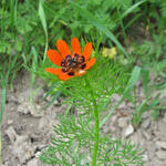 Sommer-Adonisröschen © Stefan Meyer