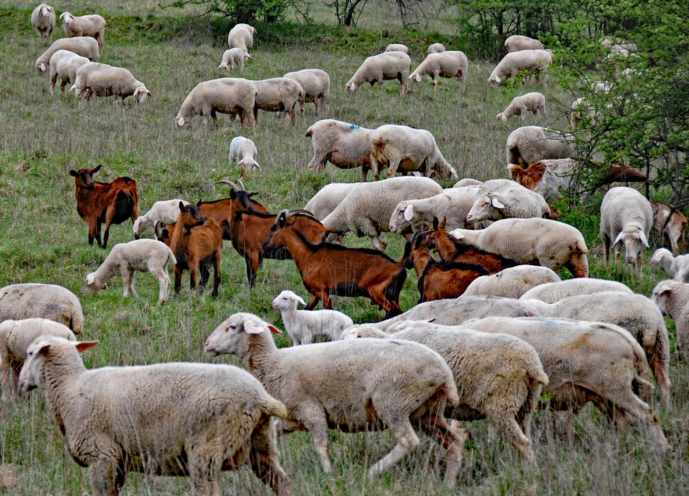 Schafe und Ziegen auf der DBU-Naturerbefläche Lauterberg © DBU Naturerbe
