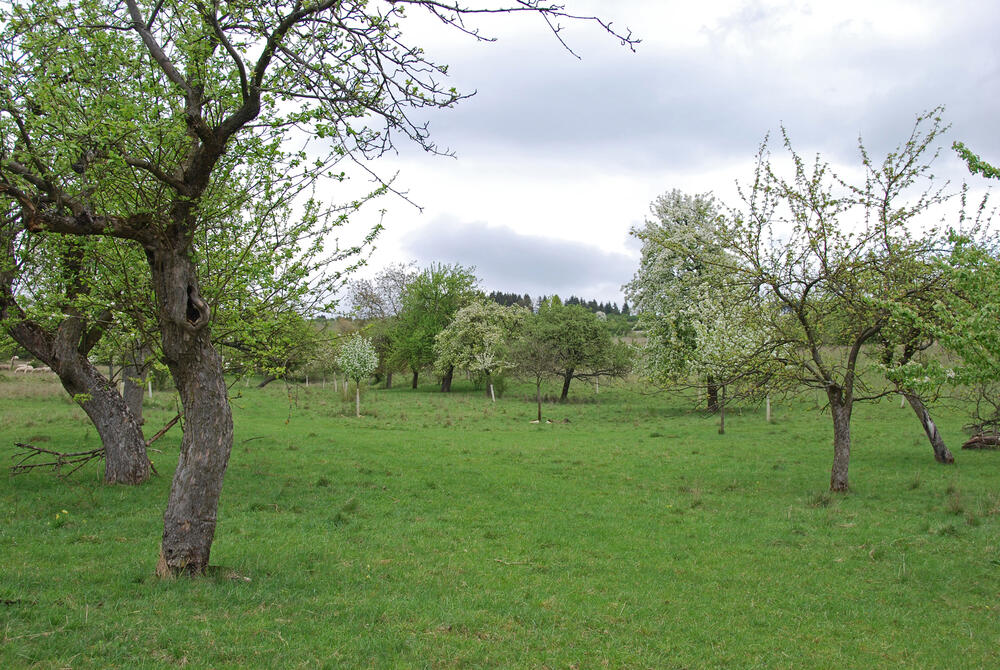 Streuobstwiese DBU-Naturerbefläche Lauterberg © DBU Naturerbe