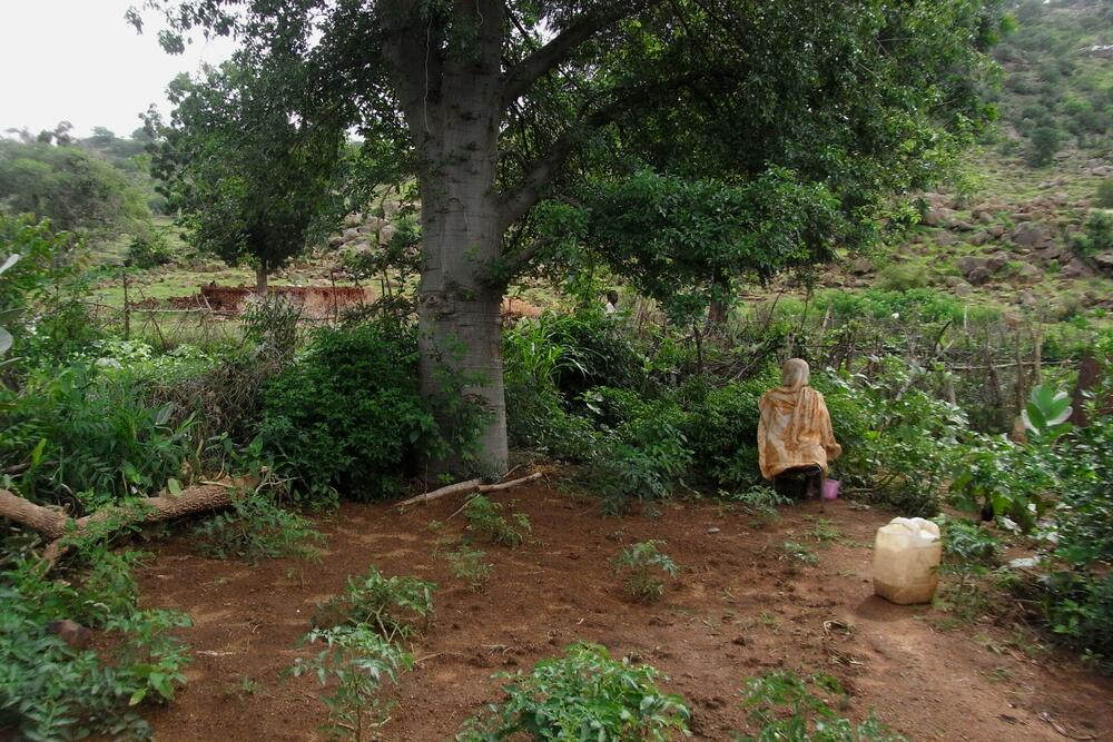 Baobabbaum, welcher Schatten für ein Gemüsebeet im Sudan spendet © Katja Kehlenbeck