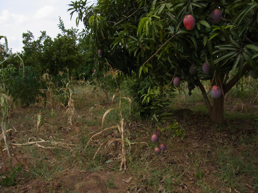 Mangobäume auf Feldern, die von Dürre gezeichnet sind © Katja Kehlenbeck