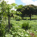 Obstbäume in Feldern von Kürbissen und Bohnen, Kenia © Katja Kehlenbeck