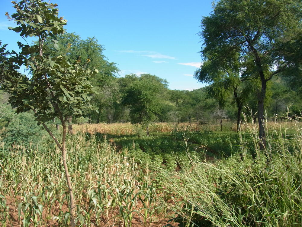 Verbesserte Bodenfruchtbarkeit durch Akazienbäume in Mais- und Baumwollfeldern © Katja Kehlenbeck