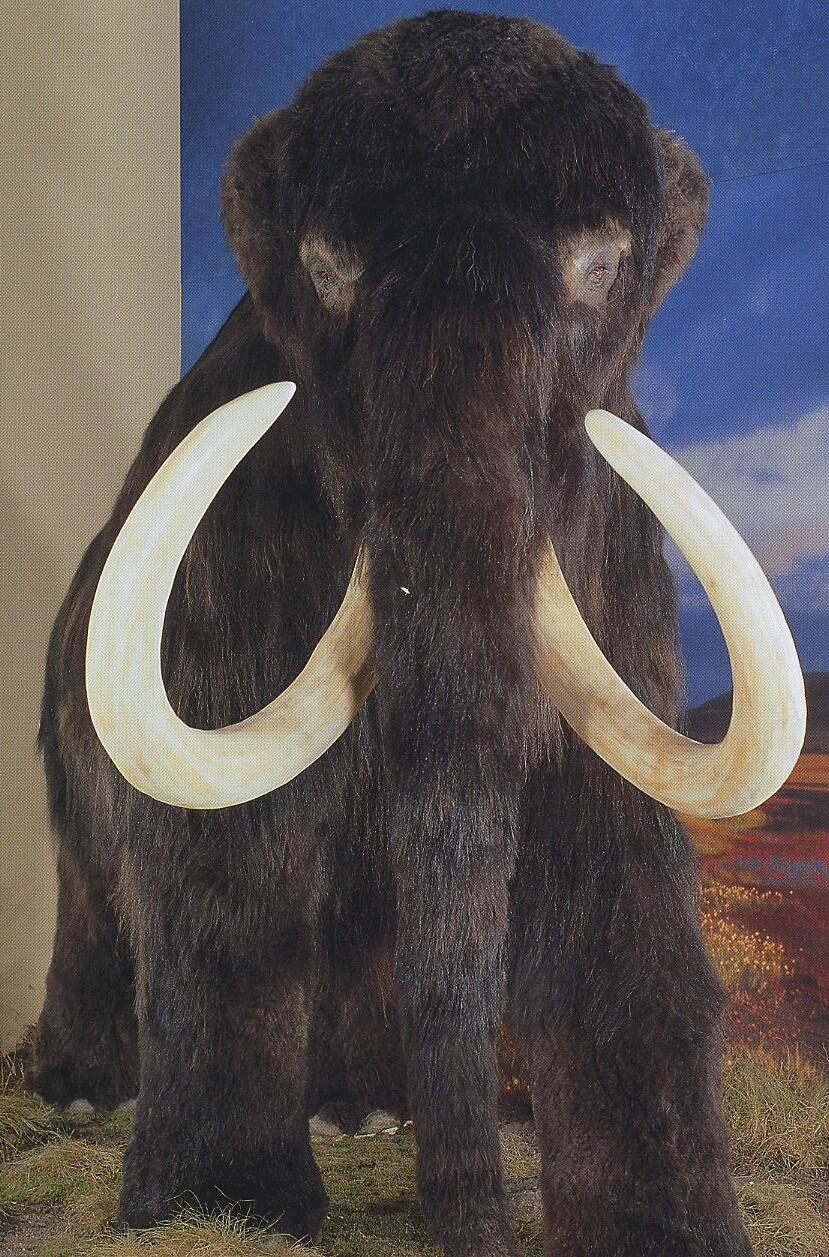 Mammut &copy; LWL-Museum für Naturkunde
