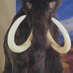 Mammut &copy; LWL-Museum für Naturkunde