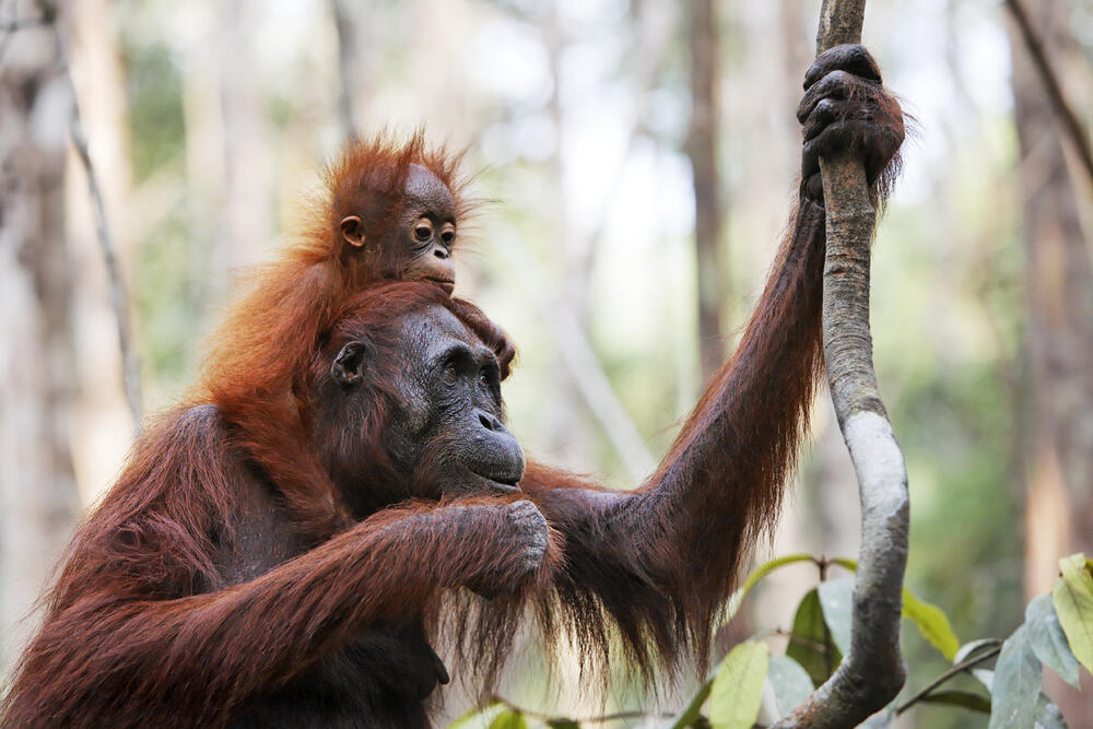 Orang-Utan &copy; topicmedia/ib