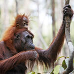 Orang-Utan &copy; topicmedia/ib