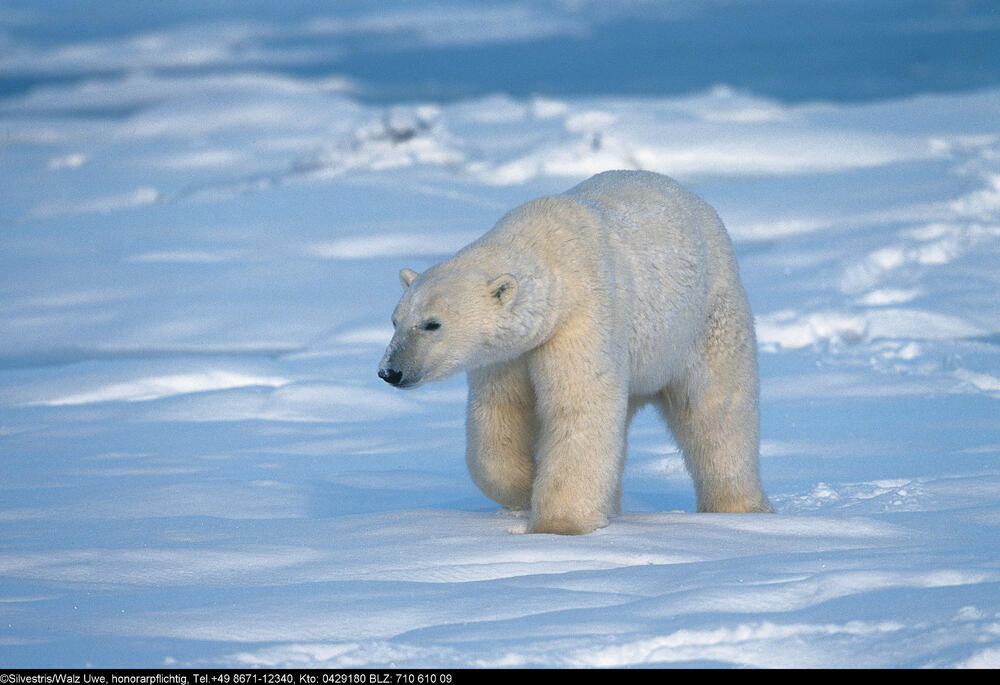 Eisbär &copy; topicmedia/ib