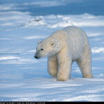 Eisbär &copy; topicmedia/ib