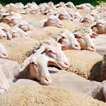 Schafe auf der DBU-Naturerbefläche Landshut © DBU Naturerbe