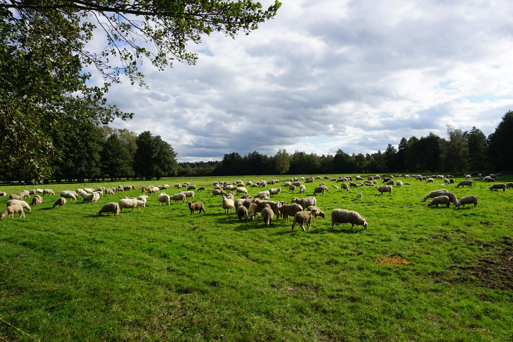 DBU-Naturerbefläche Borkenberge © Uwe Fuellhaas/DBU Naturerbe