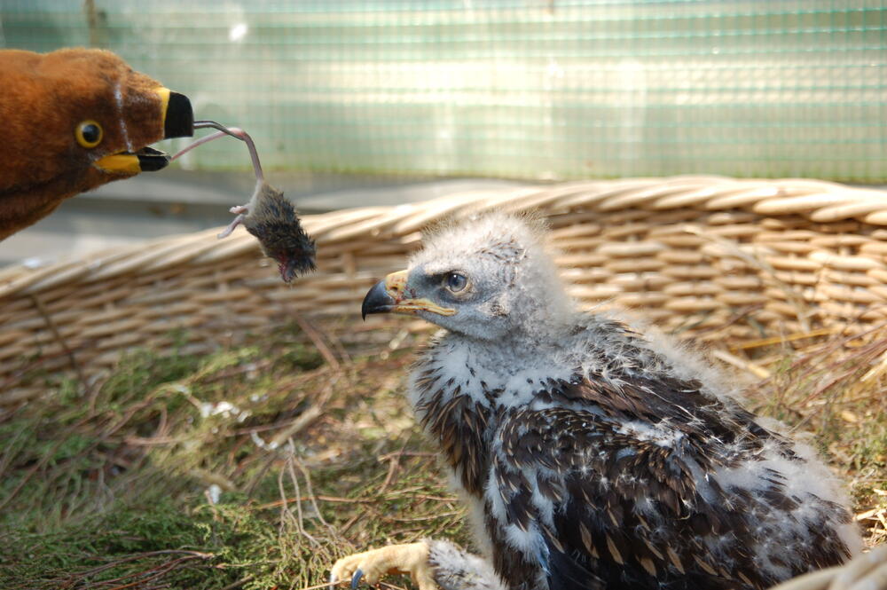 Schreiadlerjungvogel &copy; Deutsche Wildtier Stiftung / E. Hoyer

