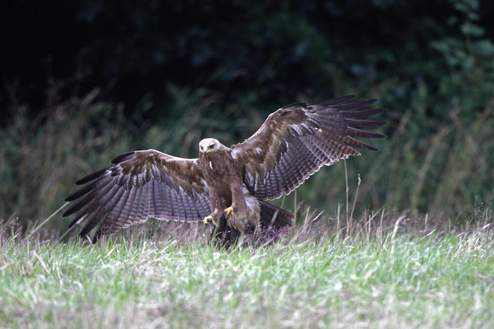 Schreiadler im Flug &copy; Jan Bleil