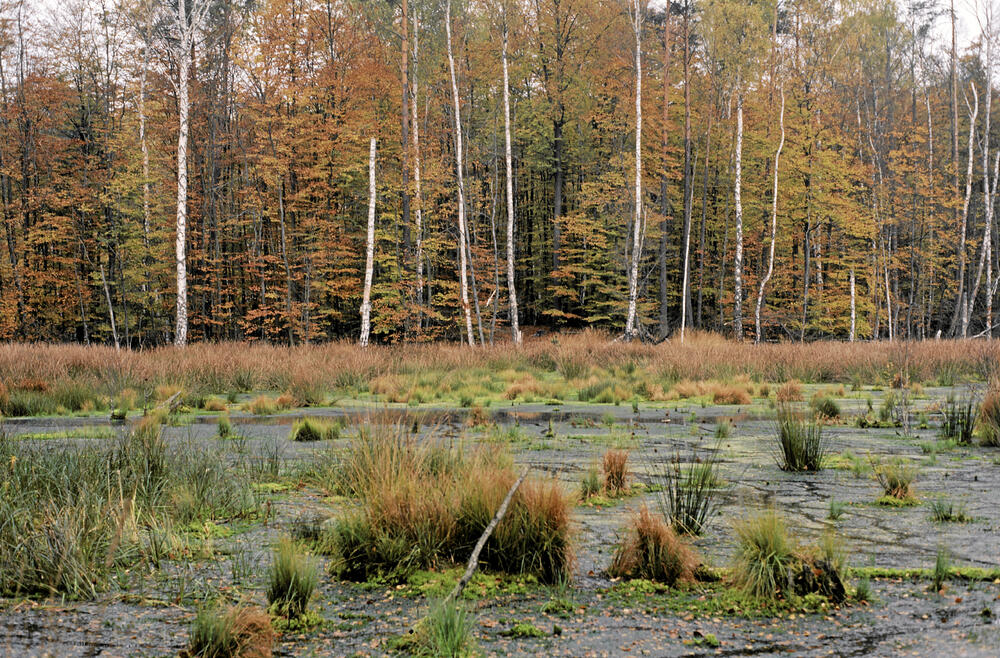 Niedermoor &copy; Ellwanger, Götz/piclease