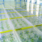 Produktion von Antiinfektiva in Pflanzen 