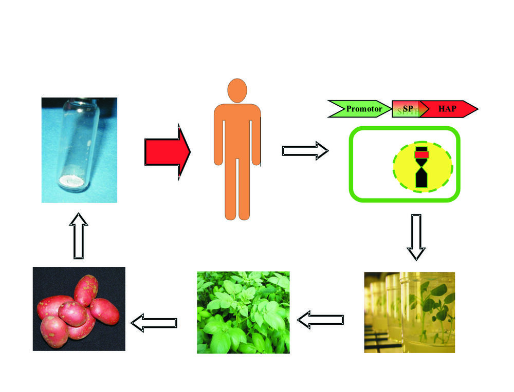 Produktion von Antiinfektiva in Pflanzen 