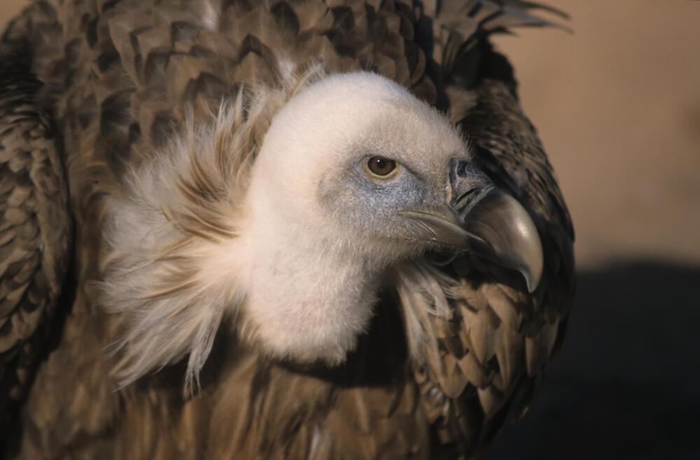 Gänsegeier &copy; Thielscher, Erich/piclease