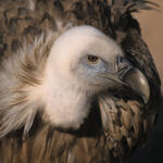 Gänsegeier &copy; Thielscher, Erich/piclease