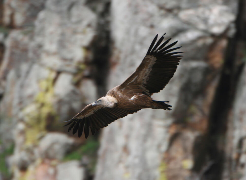 Gänsegeier &copy; Fünfstück, Hans-Joachim/piclease