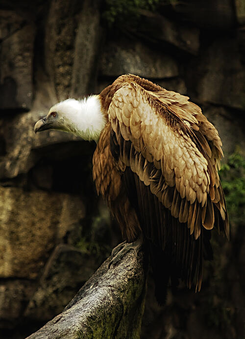 Gänsegeier &copy; Müller, Andre/piclease