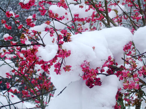 Pfaffenhütchen &copy; Dr. Volker Wachendörfer