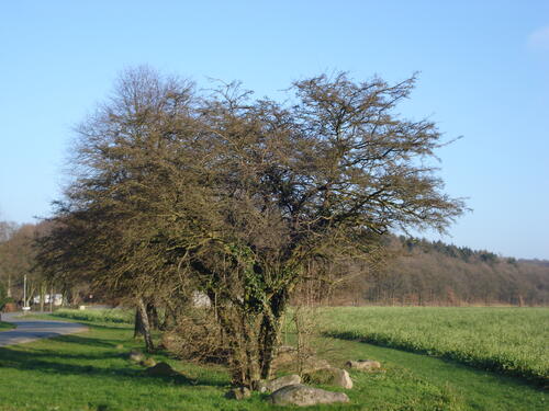 Gebietsheimische Gehölze 