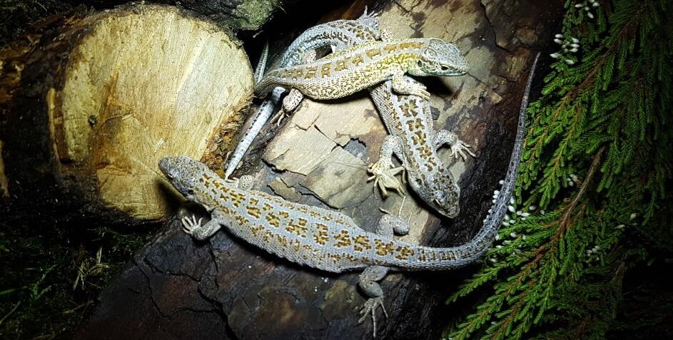 Boberg-Eidechsen © Loki Schmidt Stiftung