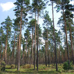 DBU-Naturerbefläche Rüthnicker Heide © DBU Naturerbe