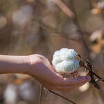 Digitalize Cotton © x-default 