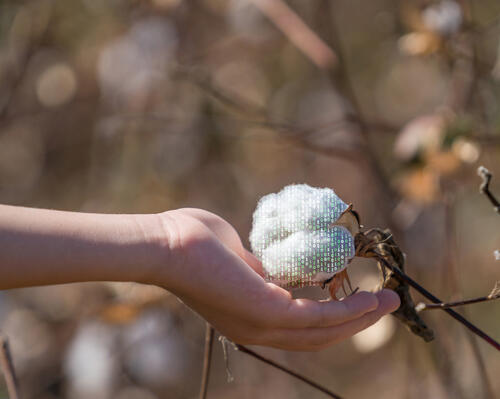 Digitalize Cotton © x-default 