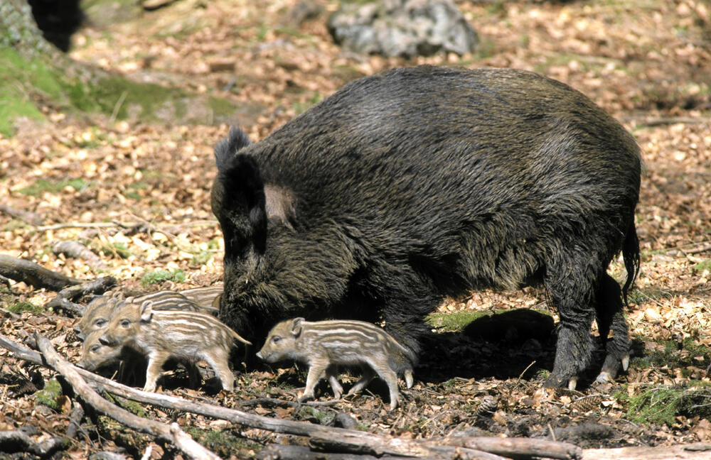Wildschweinbache mit Frischlingen © Wilhelm Geilberger