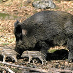 Wildschweinbache mit Frischlingen © Wilhelm Geilberger