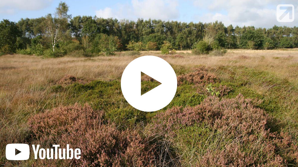 Vorschaubild - Cuxhavener Küstenheiden 