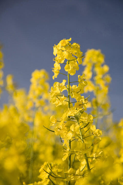 How nature friendly is biomass extraction from rape? 