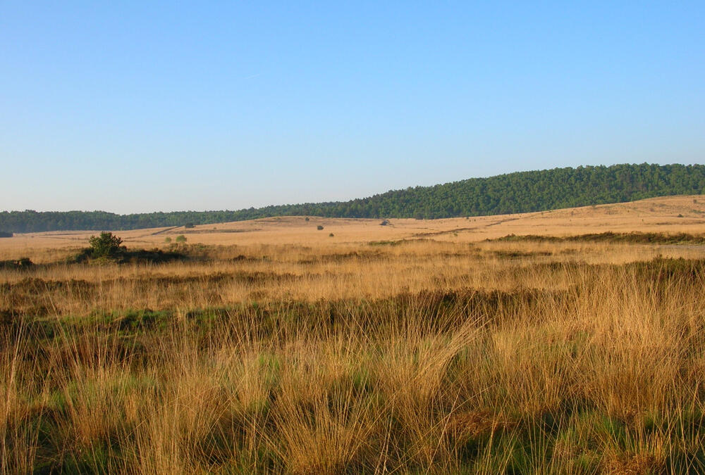 DBU-Naturerbefläche Borkenberge © Kerstin Wittjen/Naturschutzzentrum Coesfeld