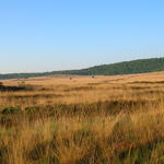 DBU-Naturerbefläche Borkenberge © Kerstin Wittjen/Naturschutzzentrum Coesfeld