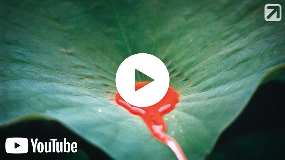 Vorschaubild - Barthlott 