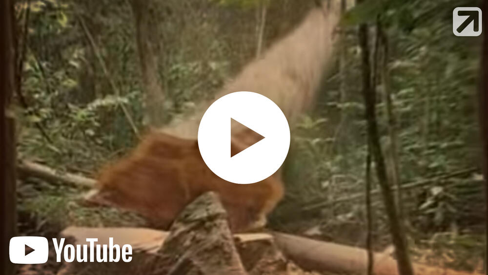 Vorschaubild - Illegaler Holzeinschlag 