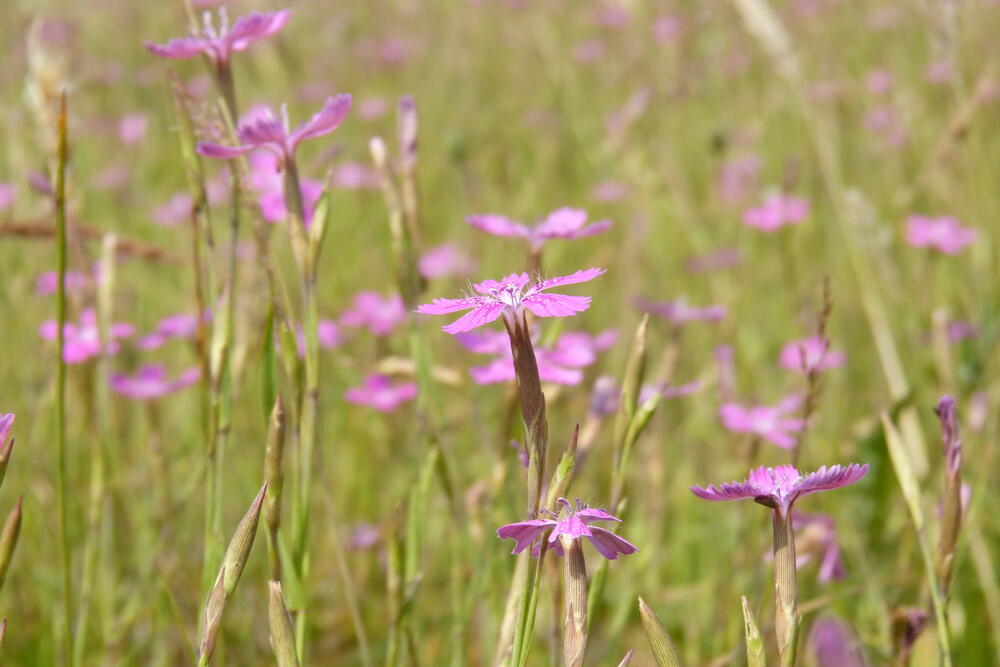 Sehen Sie selbst... © Biologische Station Kreis Steinfurt e.V.