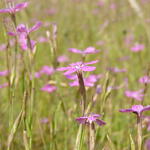 Sehen Sie selbst... © Biologische Station Kreis Steinfurt e.V.