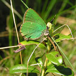 Brombeer-Zipfelfalter © Eckhard Scheibe