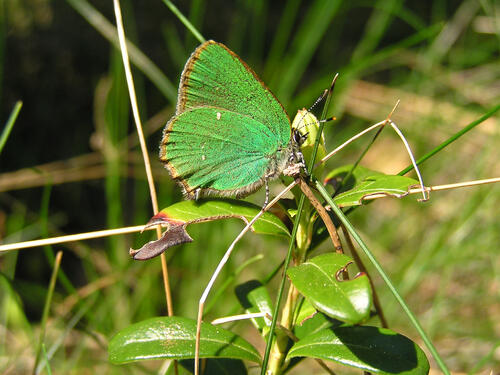 Brombeer-Zipfelfalter © Eckhard Scheibe