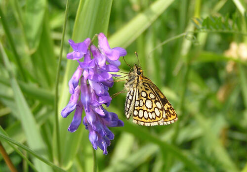 Spiegelfleck-Dickkopffalter © Eckhard Scheibe