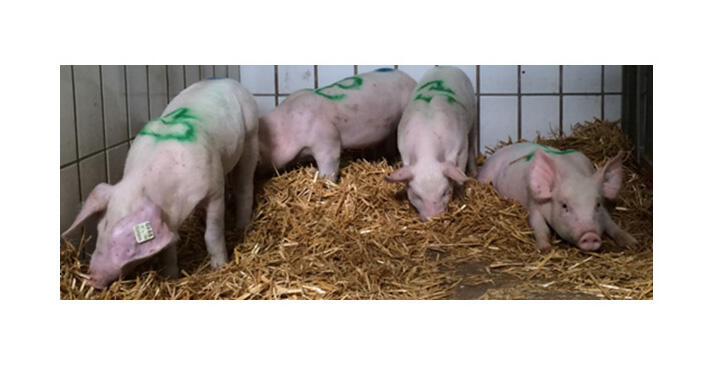 Schweine © DBU-Projektpartner