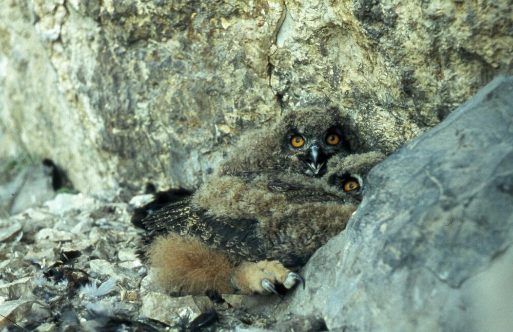Junge Uhus am Brutplatz &copy; LBV-Archiv