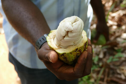 Frische Kakaofrucht © Prof. Dr. Martin Franz