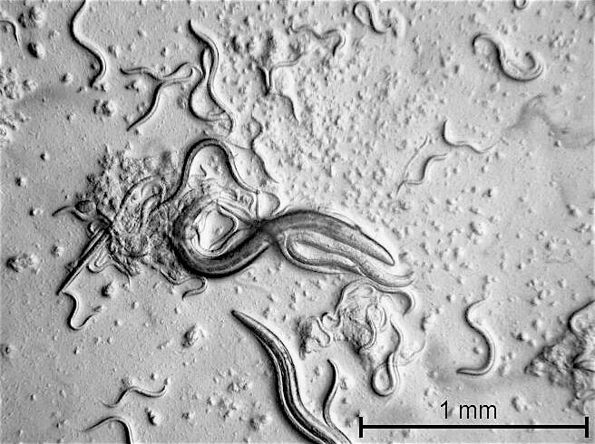 Nematoden in der Vergrößerung stammt vom Projektpartner © Deutsche Bundesstiftung Umwelt