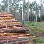 Holzeinschlag DBU-Naturerbefläche Himmelsgrund © DBU/Kopka