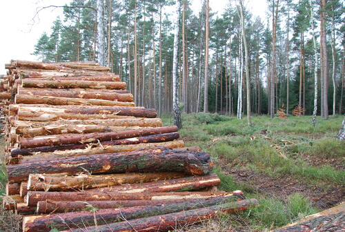 Holzeinschlag DBU-Naturerbefläche Himmelsgrund © DBU/Kopka